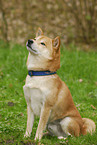 sitting Shiba Inu