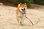 running Shiba Inu