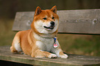 lying Shiba Inu