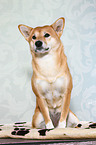 sitting Shiba Inu