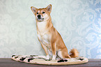 sitting Shiba Inu