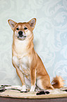 sitting Shiba Inu