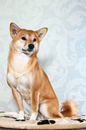 sitting Shiba Inu