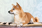 lying Shiba Inu