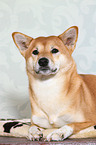 lying Shiba Inu