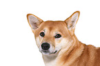 Shiba Inu Portrait