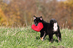 Shiba Inu Puppy with toy