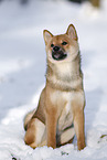 young Shiba Inu in snow