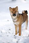 young Shiba Inu in snow