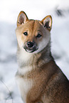 young Shiba Inu in snow