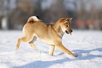 young Shiba Inu in snow