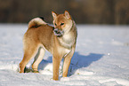 young Shiba Inu in snow