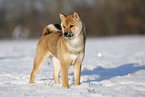 young Shiba Inu in snow