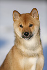 young Shiba Inu in snow