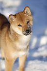 young Shiba Inu in snow
