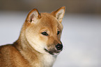 young Shiba Inu in snow