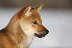 young Shiba Inu in snow
