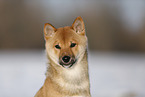 young Shiba Inu in snow