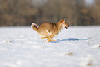 young Shiba Inu in snow