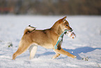 young Shiba Inu in snow