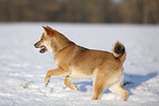 young Shiba Inu in snow