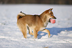 young Shiba Inu in snow
