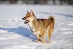 young Shiba Inu in snow