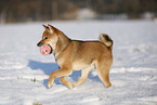 young Shiba Inu in snow