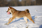 young Shiba Inu in snow