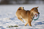 young Shiba Inu in snow