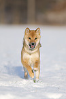 young Shiba Inu in snow
