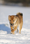 young Shiba Inu in snow