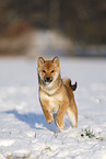 young Shiba Inu in snow