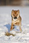 young Shiba Inu in snow