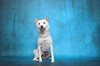 sitting Shiba Inu