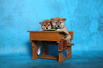 Shiba Inu Puppies