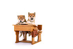 Shiba Inu Puppies