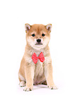 Shiba Inu Puppy