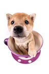 Shiba Inu Puppy