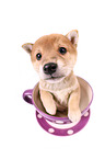 Shiba Inu Puppy