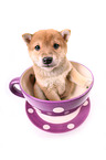 Shiba Inu Puppy