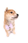 Shiba Inu Puppy