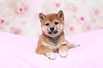 Shiba Inu Puppy