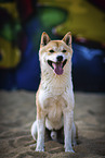 sitting shiba inu