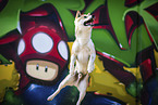 jumping shiba inu