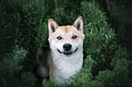 portrait shiba inu