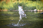 jumping shiba inu