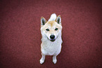 sitting shiba inu