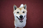 sitting shiba inu