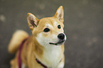 Shiba Inu